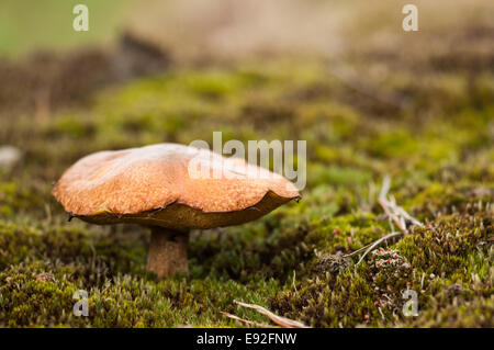 Tige en pointillés Bolet (Boletus erythropus) Banque D'Images