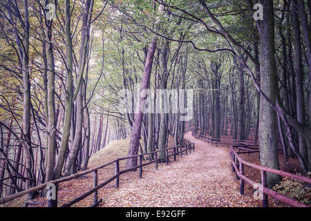 Retro photo filtrée d'une forêt. Banque D'Images
