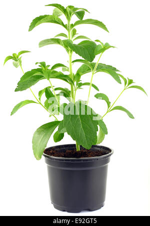 Découpe de la plante Stevia Rebaudiana Banque D'Images