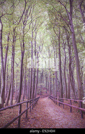 Retro vintage photo filtrée de chemin en bois en forêt. Banque D'Images