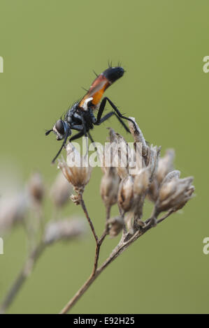 Tachinaire (Cylindromyia spec.) Banque D'Images