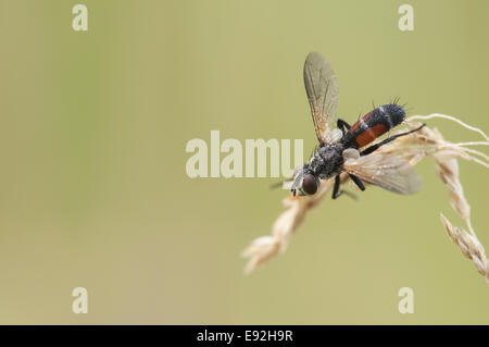 Tachinaire (Cylindromyia spec.) Banque D'Images