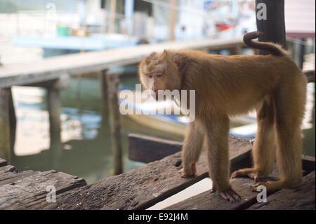 Singe triste Banque D'Images