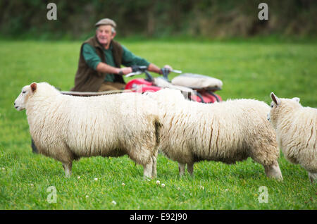 Un Shepard sur son quad tendant son troupeau de moutons Lleyn Banque D'Images