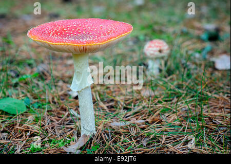 Un avion rouge et blanc de champignons agaric sur un sol forestier. Banque D'Images
