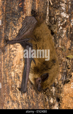 Pipistrelle de Kuhl Pipistrellus kuhlii - Chauve-souris Banque D'Images