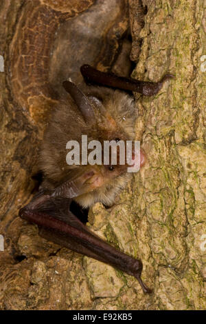 Le Bechstein Myotis bechsteinii - Chauve-souris Banque D'Images