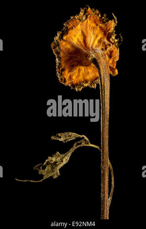 Un gros plan de tournesol séchés sur un fond noir. Banque D'Images