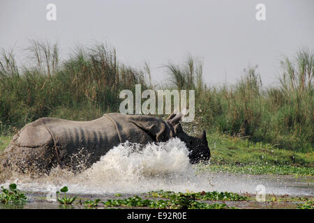 Rhino saute dans la rivière, parc national de Chitwan, au Népal Banque D'Images