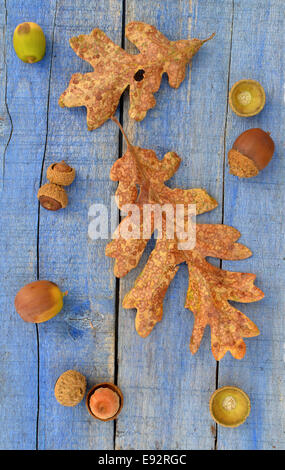 Les feuilles du chêne de Garry et les glands sur fond de bois bleu rustique pour un thème d'automne Banque D'Images