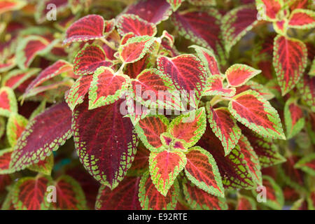 Coleus 'Watermelon' Solenostemon feuillage annuel plante Banque D'Images