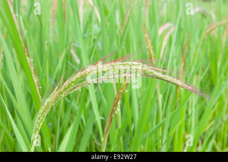 Les plantes de riz rouge, Jatiluwih Bali, Indonésie Banque D'Images