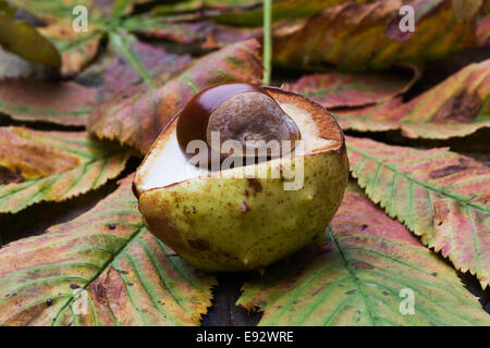 Aesculus hippocastanum. Un seul cheval alezan dans son boîtier. Banque D'Images