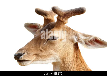 Stag daims Dama ( portrait ) isolé sur fond blanc Banque D'Images