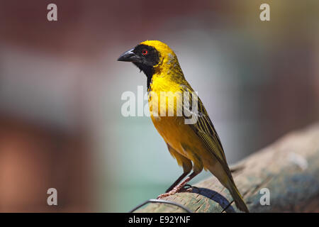 Masque africain weaver (Ploceus velatus) assis sur une clôture en Afrique du Sud. Banque D'Images