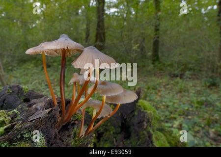 Bonnet en cluster de champignons (Mycena inclinata) croissant à partir de la pourriture dans treestump caduques, Gloucestershire, Royaume-Uni. Banque D'Images