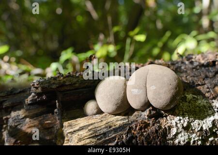 Les jeunes crampon Balls / King Alfred's champignon Daldinia concentrica (gâteaux) poussant sur un journal pourri, Gloucestershire total. Banque D'Images