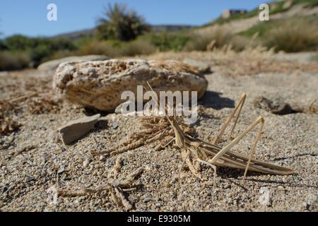 Les femmes font face oblique / grand nez à nez long / sauterelle (Truxalis nasuta) bien camouflée sur le sable près de la côte, Crète, Grèce Banque D'Images