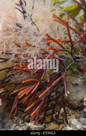 Forkweed discoïde (Polyides rotundus) croissant dans un rockpool à côté d'une algue rouge à plumes (Ceramium sp.), Lyme Regis, dans le Dorset, UK. Banque D'Images