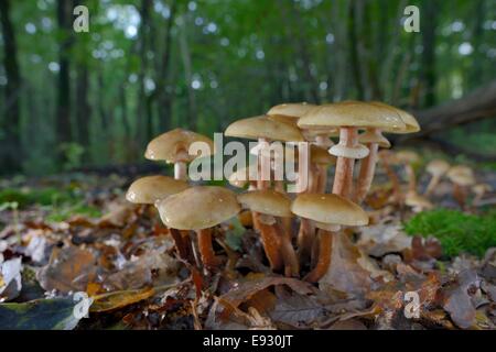 Bouquet de miel (champignon Armillaria mellea) de plus en plus parmi les feuilles mortes dans les forêts, Gloucestershire, Royaume-Uni, octobre. Banque D'Images