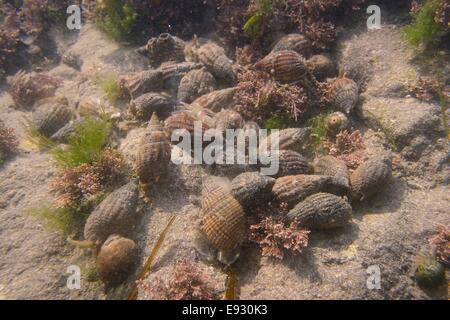 L'agrégation des buccins chien filet (Nassarius reticulatus) les charognards sur les rochers juste en dessous de l'eau bas, Pays de Galles. tideline Banque D'Images