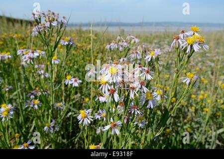 Aster tripolium pannonicum (mer) floraison sur saltmarsh bordant l'estuaire de la Severn, Gloucestershire, Royaume-Uni, septembre. Banque D'Images