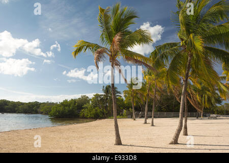 Palmiers PLAGE LOIN JOHN PENNEKAMP CORAL REEF STATE PARK KEY LARGO FLORIDE USA Banque D'Images