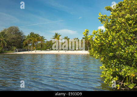 Les mangroves LOIN BEACH JOHN PENNEKAMP CORAL REEF STATE PARK KEY LARGO FLORIDE USA Banque D'Images