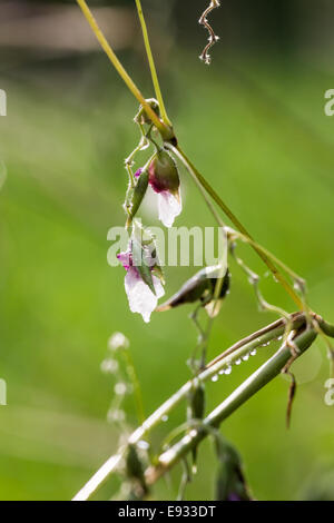 La fleur de l'arbre après la pluie au galanga Banque D'Images