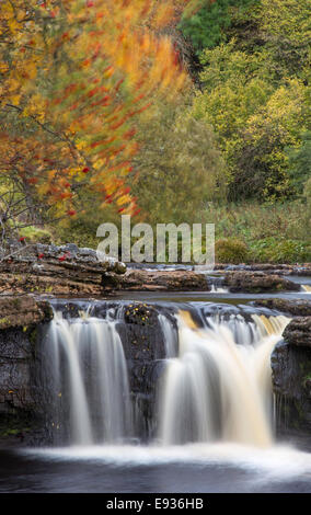 L'automne à Wath Wain vigueur à la rigole de la rivière dans le Yorkshire Dales National Park, North Yorkshire, England, UK Banque D'Images