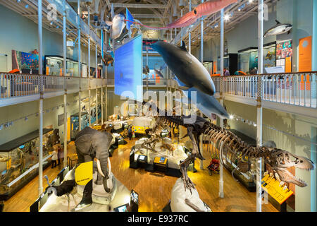 Monde Naturel galeries, Musée National d'Écosse, Édimbourg, Edinburgh, Ecosse. Banque D'Images