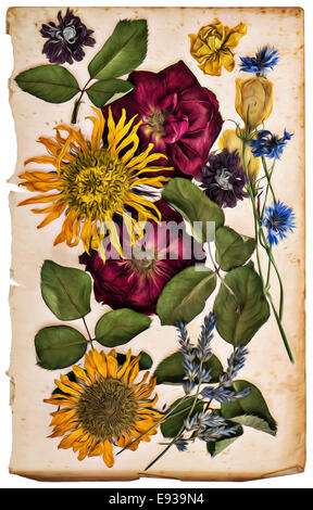 Fleurs séchées sur de feuille de papier. lavande, roses, tournesols, bleuet. Peinture à l'huile. style retro photo aux tons de couleur Banque D'Images