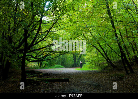 Burnham Beeches en automne, Buckinghamshire, Angleterre Royaume-uni Banque D'Images