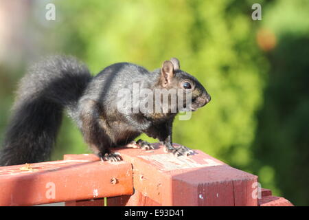 L'Écureuil noir sur le rail de véranda en bois en SE de l'Ontario. L'écureuil noir est un sous-groupe melanistic de l'écureuil gris. Banque D'Images