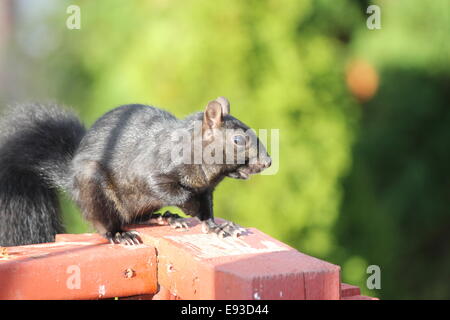 L'Écureuil noir sur le rail de véranda en bois en SE de l'Ontario. L'écureuil noir est un sous-groupe melanistic de l'écureuil gris. Banque D'Images