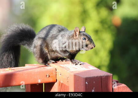 L'Écureuil noir sur le rail de véranda en bois en SE de l'Ontario. L'écureuil noir est un sous-groupe melanistic de l'écureuil gris Banque D'Images