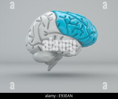 Les lobes du cerveau dans différentes couleurs. Isolé sur gray Banque D'Images