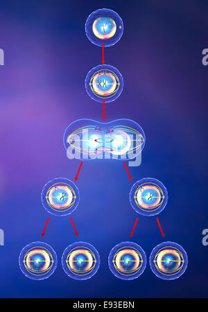 Illustration de la mitose et la méiose Banque D'Images