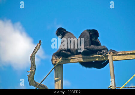 Deux singes araignées s'asseoir sur une structure sur Monkey Island le long de la rivière Homosassa adjacent à la Homosassa Riverside Resort. Banque D'Images