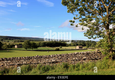 3303. Wensleydale près de Swinithwaite, North Yorkshire, UK Banque D'Images