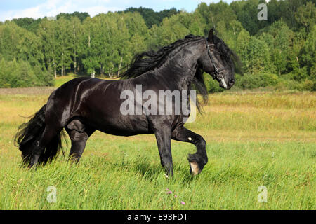 Cheval frison noir en été meadow Banque D'Images