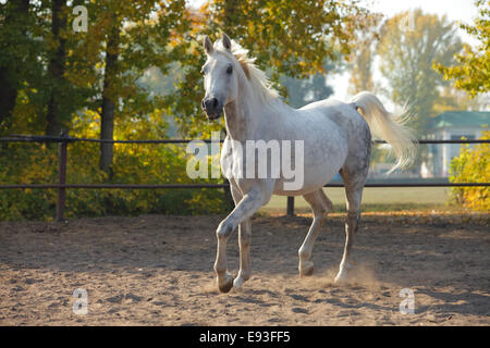 Cheval Arabe Shagya exécutant, arabe Banque D'Images