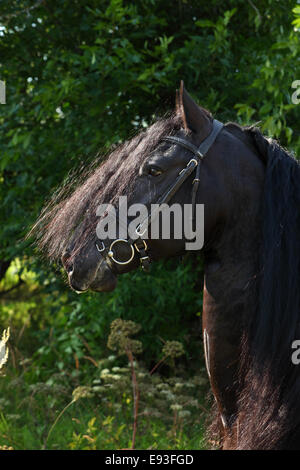 Magnifique cheval frison noir Banque D'Images