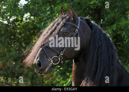 Magnifique cheval frison noir Banque D'Images