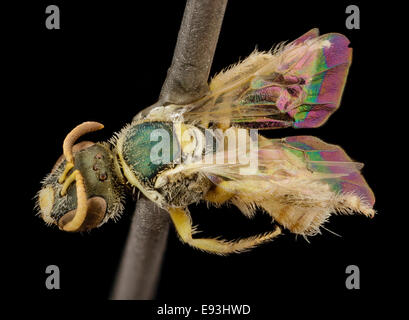 Jolie petite abeille Nomioides, aile, f, le Kirghizistan, l'angle 2014-08-10-091202 ZS PMax 15418937576 o Banque D'Images