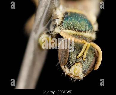 Nomioides,jolie petite abeille, aile f, le Kirghizistan, le visage 2014-08-10-091721 ZS PMax 15438820531 o Banque D'Images