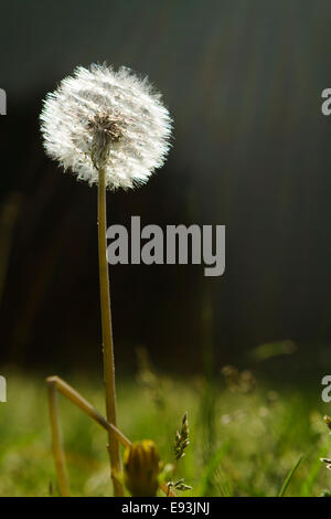 Macro d'une profondeur de champ de tir un pissenlit (Taraxacum) semences de fleurs tête en arrière allumé dans l'après-midi lumineuse du soleil. Banque D'Images