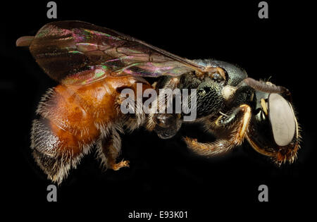 Ceratina tricolore, f, Panama, côté 2014-08-29-161122 ZS PMax 15089865181 o Banque D'Images