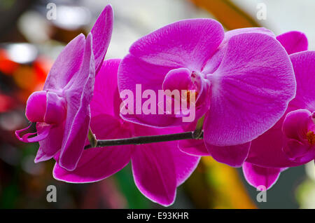 Orchidées spectaculaires à la pleine floraison dans une véranda/Serre. Tourné avec un objectif long pour créer focus sélectif. Banque D'Images