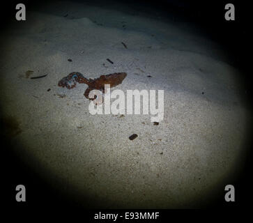 À Taches blanches de l'Atlantique, octopus Octopus macropus, déménagement dans le sable dans la mer Méditerranée à Golden Bay (Malte). Banque D'Images